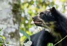 Buscan rehabilitar a dos osos andinos de Antioquia