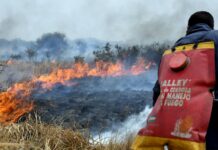Incendios forestales y humo: 5 consejos para cuidar tu salud